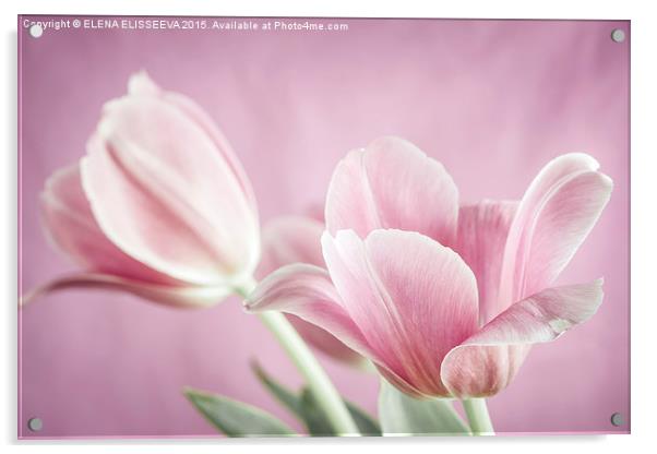 Pink tulips Acrylic by ELENA ELISSEEVA