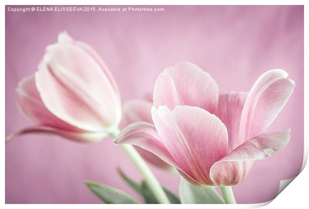 Pink tulips Print by ELENA ELISSEEVA