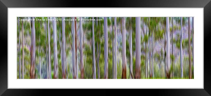  Gum tree abstract Framed Mounted Print by Sheila Smart