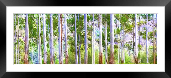  Gum trees Framed Mounted Print by Sheila Smart