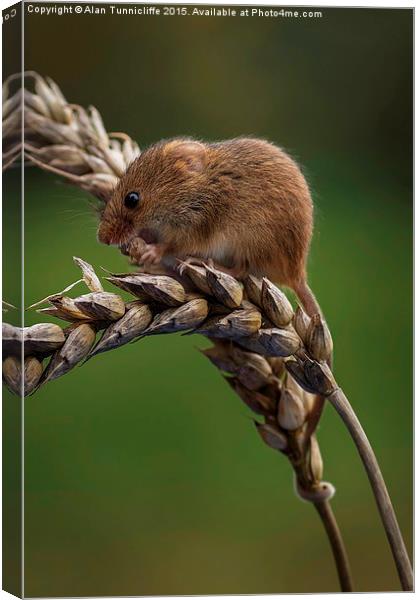  Harvest mouse Canvas Print by Alan Tunnicliffe