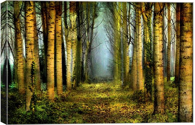  Sunrise in the forest Canvas Print by Irene Burdell