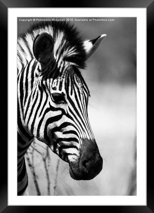 Black and white zebra portrait Framed Mounted Print by Petronella Wiegman