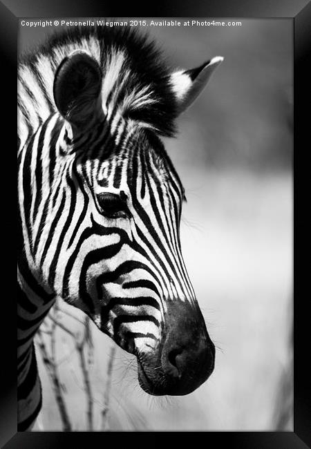 Black and white zebra portrait Framed Print by Petronella Wiegman
