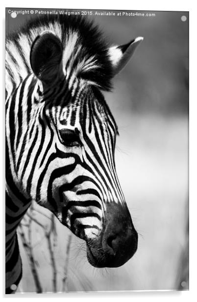 Black and white zebra portrait Acrylic by Petronella Wiegman