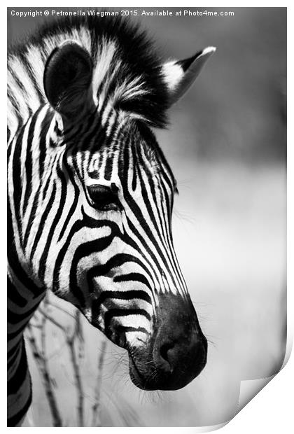 Black and white zebra portrait Print by Petronella Wiegman