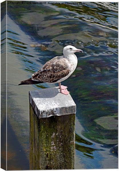  A seagull having a rest at the weir in Chester Canvas Print by Frank Irwin