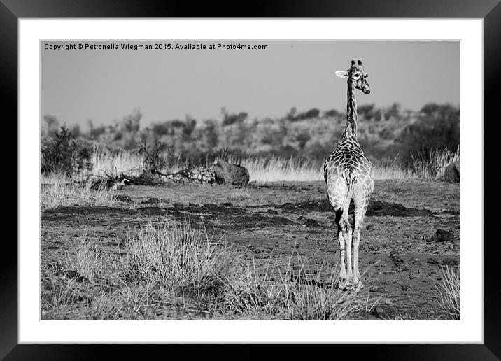 Black and white giraffe Framed Mounted Print by Petronella Wiegman