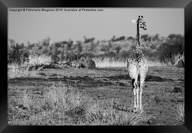 Black and white giraffe Framed Print by Petronella Wiegman