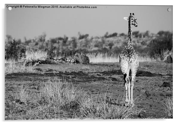 Black and white giraffe Acrylic by Petronella Wiegman