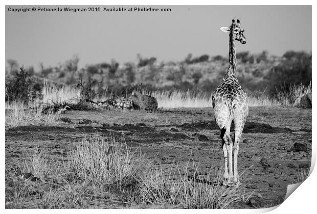 Black and white giraffe Print by Petronella Wiegman