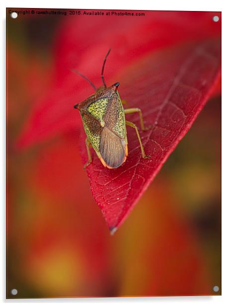 A Bug's Life Acrylic by rawshutterbug 
