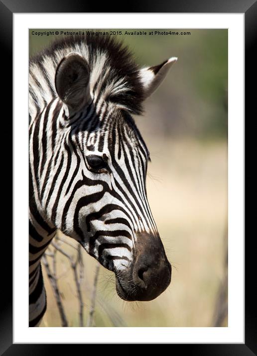  Zebra portrait Framed Mounted Print by Petronella Wiegman