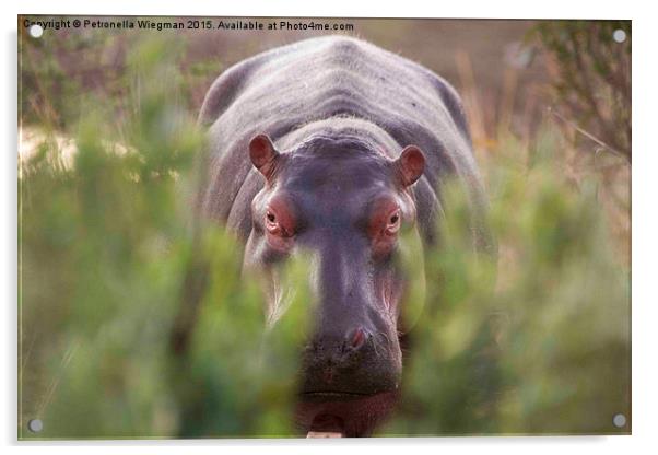  Hippo Acrylic by Petronella Wiegman
