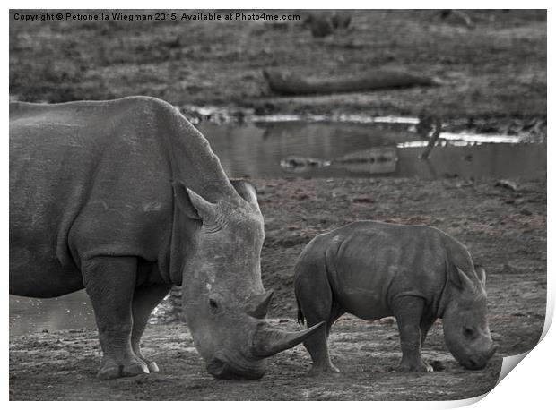 White Rhino baby  Print by Petronella Wiegman
