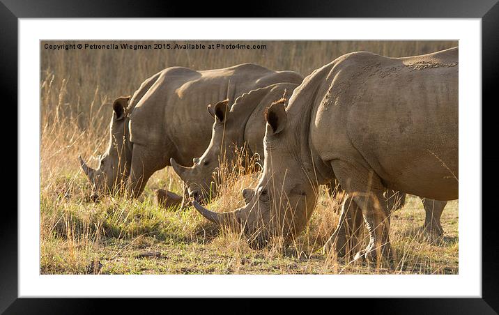 1, 2, 3 white rhinos Framed Mounted Print by Petronella Wiegman