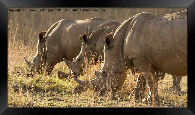 1, 2, 3 white rhinos Framed Print by Petronella Wiegman