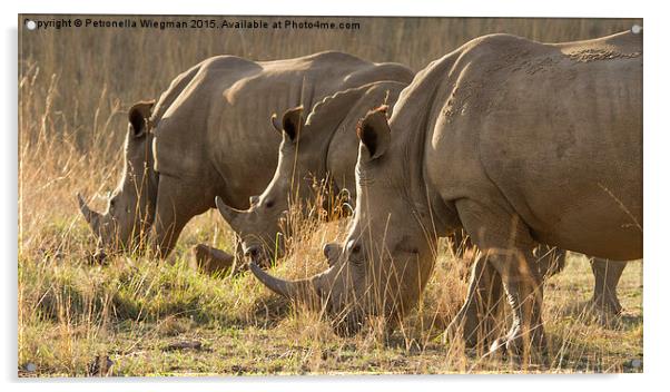 1, 2, 3 white rhinos Acrylic by Petronella Wiegman