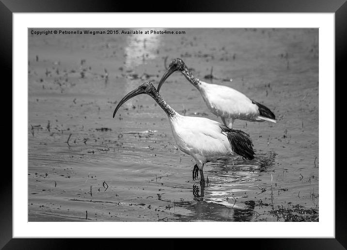 African Sacred ibis Framed Mounted Print by Petronella Wiegman