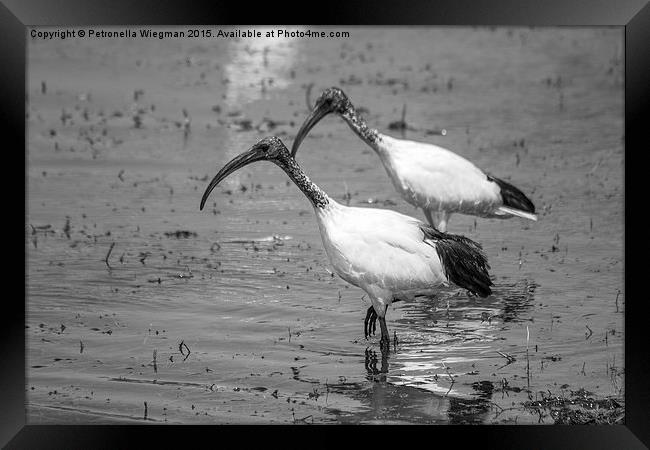 African Sacred ibis Framed Print by Petronella Wiegman