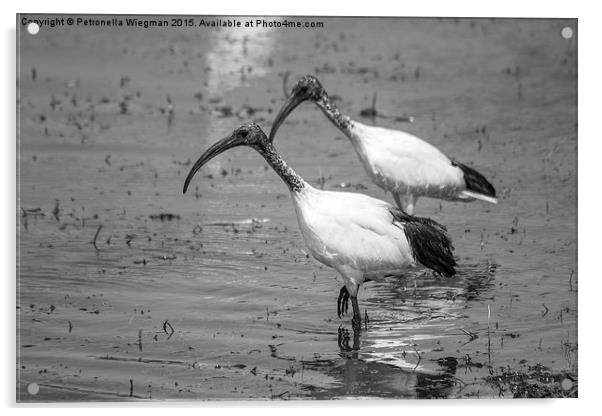 African Sacred ibis Acrylic by Petronella Wiegman