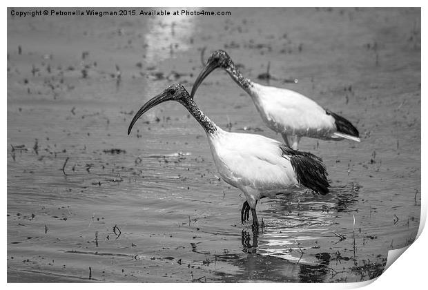 African Sacred ibis Print by Petronella Wiegman