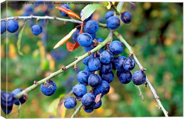 Friut Of The Sloe Canvas Print by philip milner