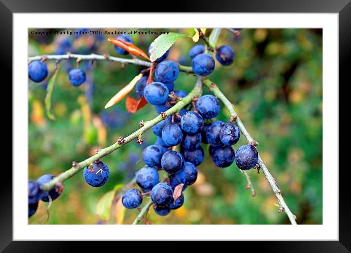 Friut Of The Sloe Framed Mounted Print by philip milner