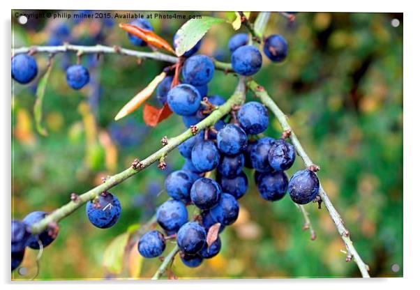  Friut Of The Sloe Acrylic by philip milner