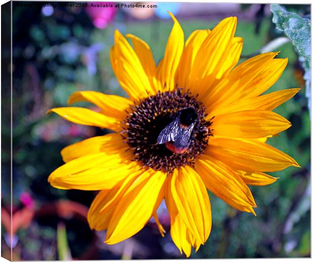 Bumble Bee On Sunflower Canvas Print by philip milner