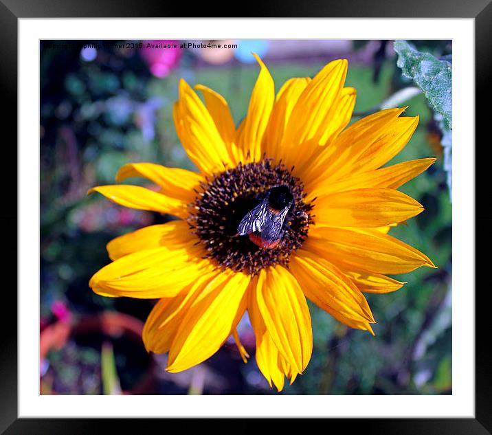  Bumble Bee On Sunflower Framed Mounted Print by philip milner