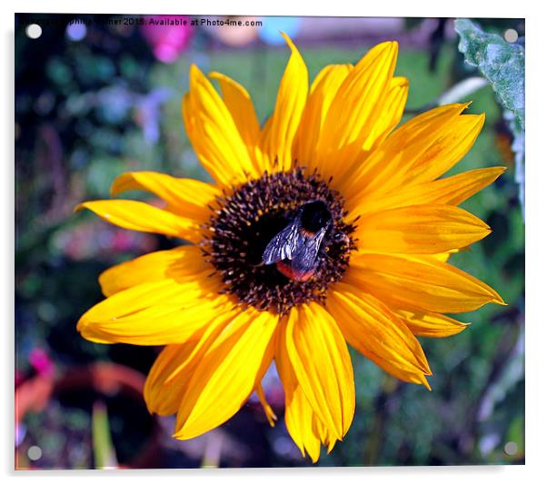  Bumble Bee On Sunflower Acrylic by philip milner