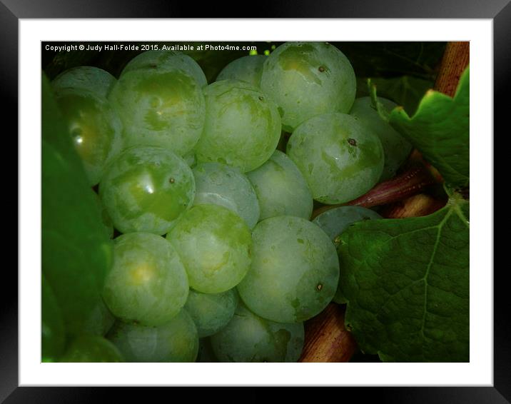  Grapes Framed Mounted Print by Judy Hall-Folde