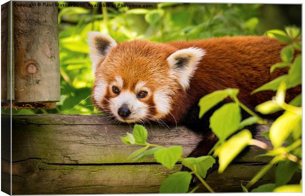  Red Panda Relaxing Canvas Print by Paul Muscat