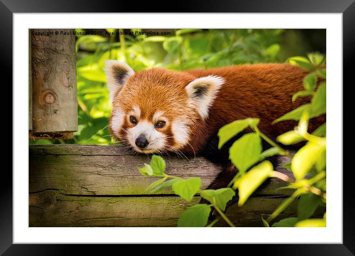  Red Panda Relaxing Framed Mounted Print by Paul Muscat