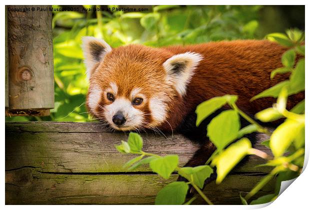  Red Panda Relaxing Print by Paul Muscat