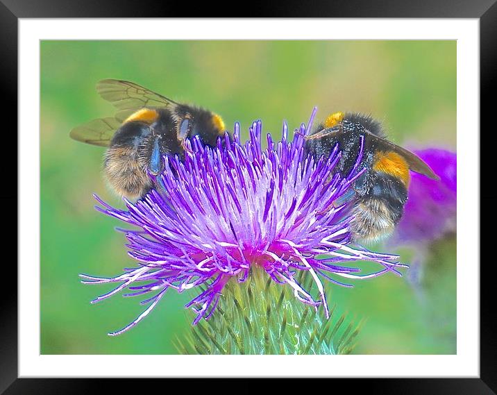  Bee's busy busy Bee's Framed Mounted Print by Sue Bottomley
