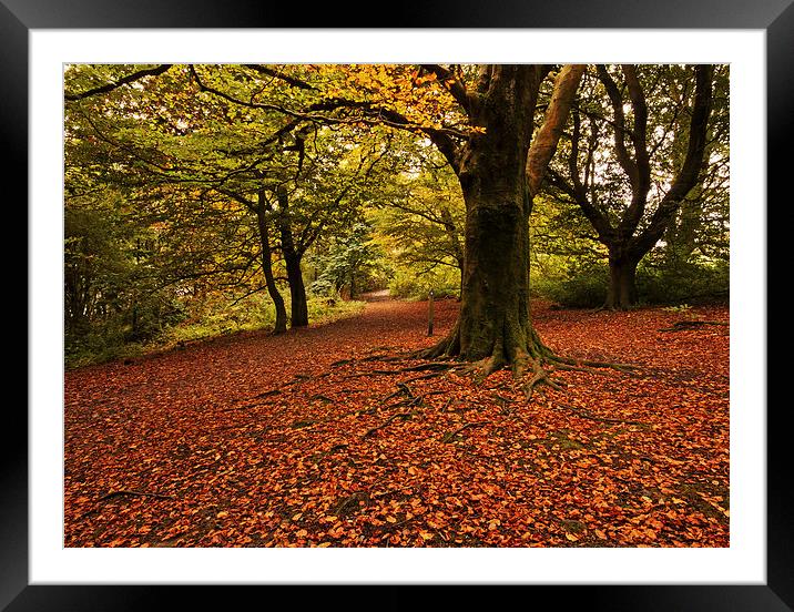  Autumn Framed Mounted Print by David McCulloch