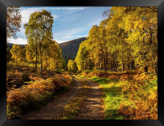 Golden Path Framed Print by Iain MacDiarmid