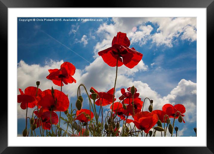 Kentish Poppies  Framed Mounted Print by Chris Pickett