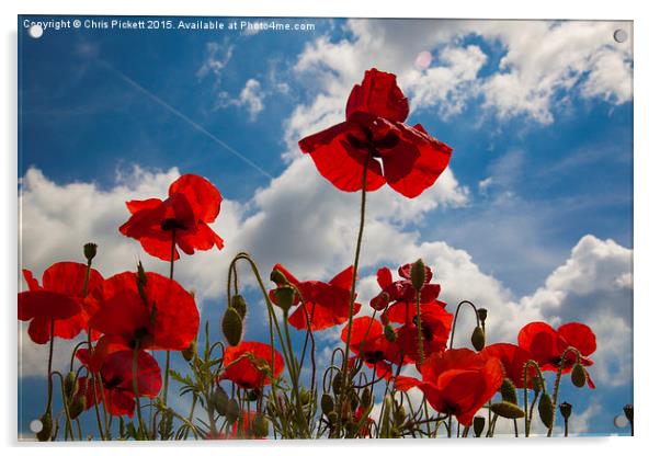 Kentish Poppies  Acrylic by Chris Pickett