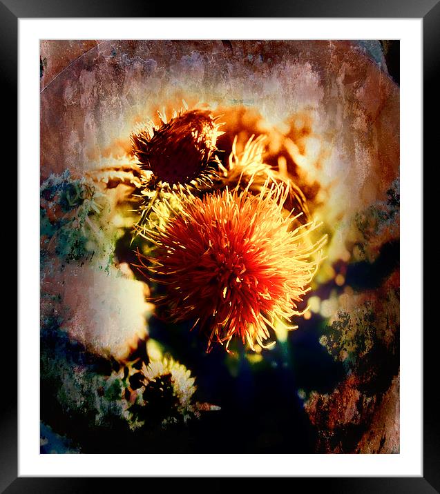  In The Sunset Framed Mounted Print by Florin Birjoveanu