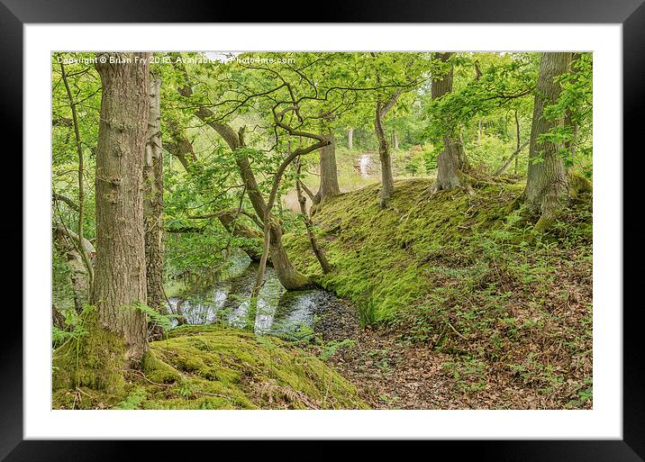 A stroll in the woods Framed Mounted Print by Brian Fry