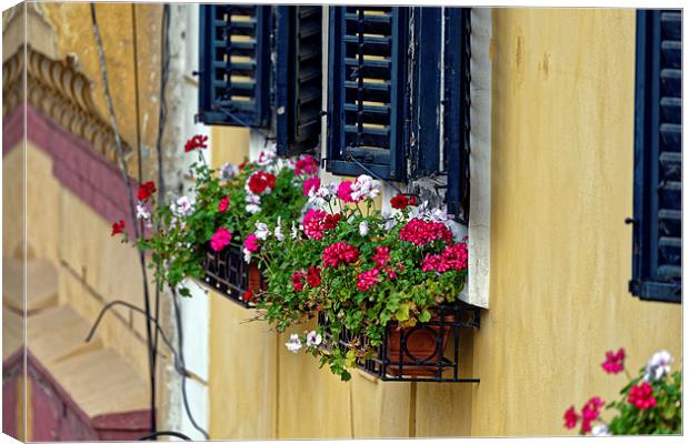 Old Town Sibiu Romania with flowers at windows Canvas Print by Adrian Bud