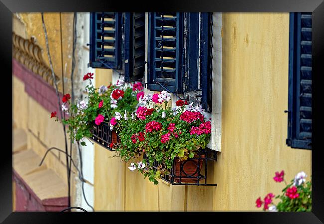 Old Town Sibiu Romania with flowers at windows Framed Print by Adrian Bud