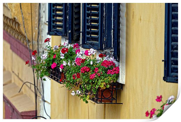 Old Town Sibiu Romania with flowers at windows Print by Adrian Bud