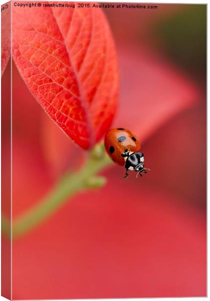 Ladybird On An Autumn Leaf Canvas Print by rawshutterbug 