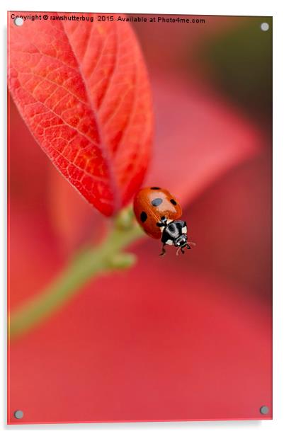 Ladybird On An Autumn Leaf Acrylic by rawshutterbug 