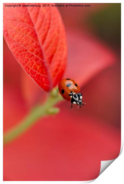 Ladybird On An Autumn Leaf Print by rawshutterbug 
