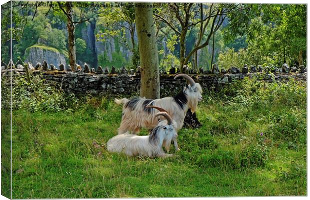  Cheddar Gorge  Goats Canvas Print by Diana Mower